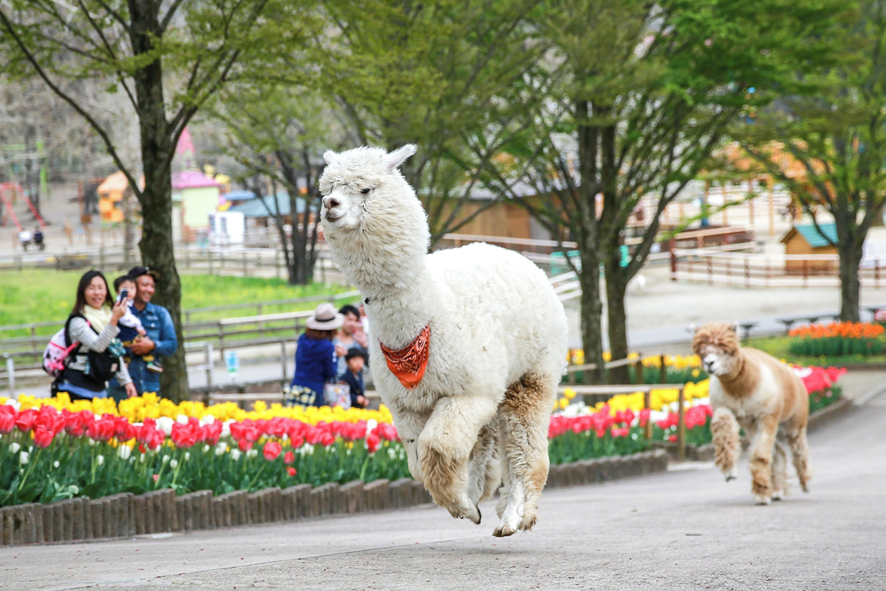 Una llama blanca con una bandana roja caminando por un sendero pavimentado.
