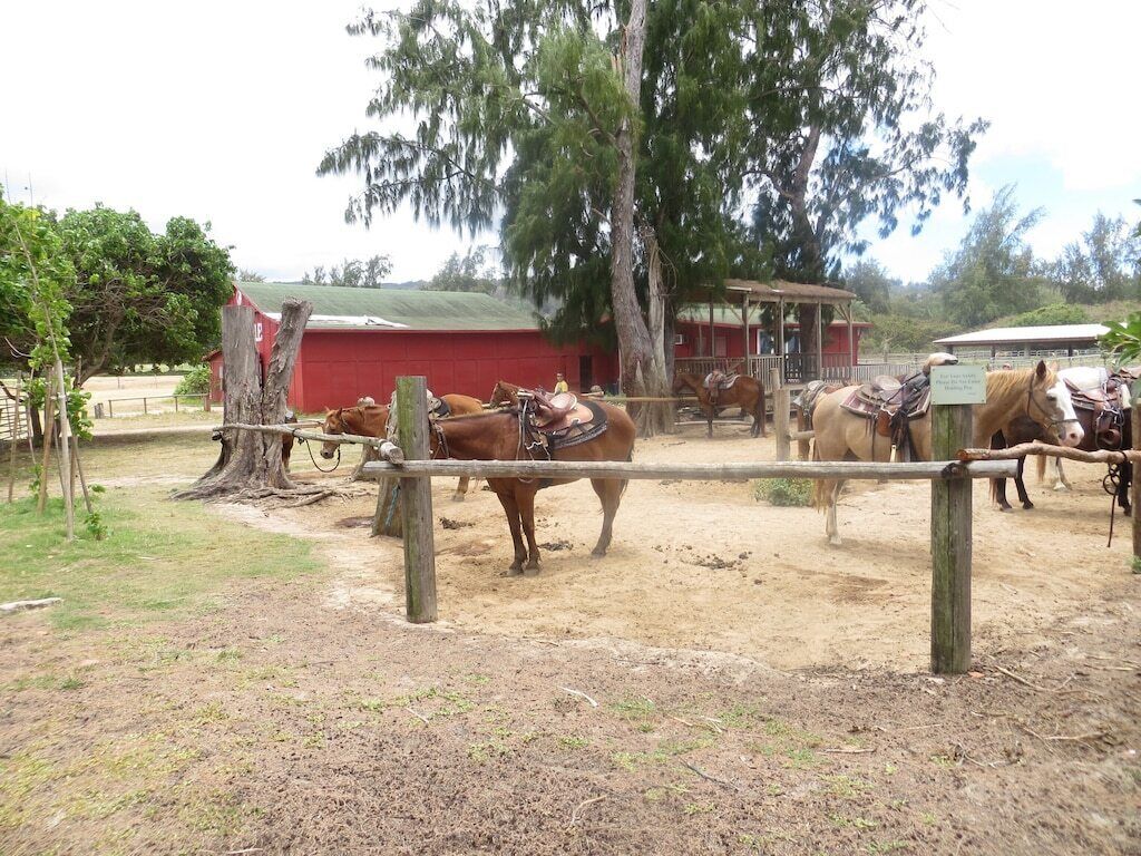 A stable with horses and a red building in the background.