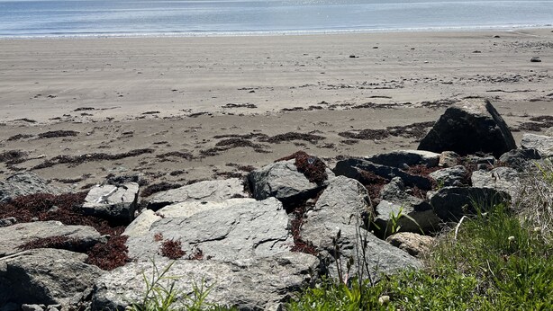 A rocky beach with sparse vegetation and a calm sea. - Cozy cottage, steps from the beach. (Lubec)