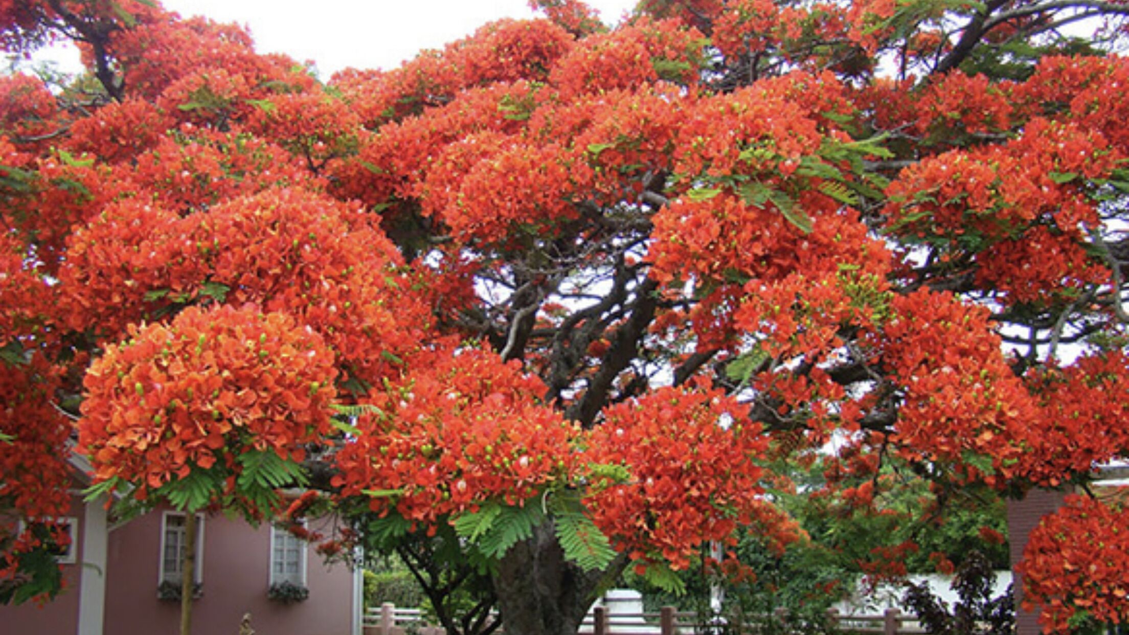 A large tree with dense clusters of bright red flowers, surrounded by a building with a white facade and a window.