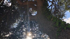 A view through a tree canopy with a mountain and buildings in the background. - Sunone Dubrovnik (Dubrovnik)