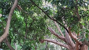 A stone wall with a tree in the background. - Chez Mango Villas (Old Towne)