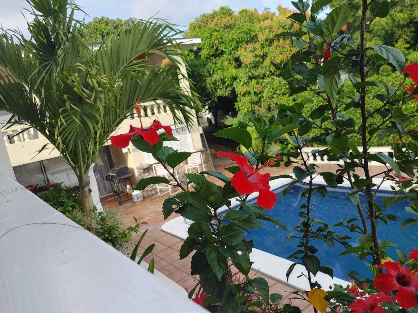 A pool surrounded by lush greenery and a house with a tiled patio.