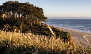 A coastal landscape with a beach, dense trees, and tall grasses.