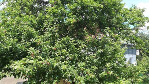 Een boom met groene bladeren en rode vruchten, een geplaveid gebied en een gebouw op de achtergrond.