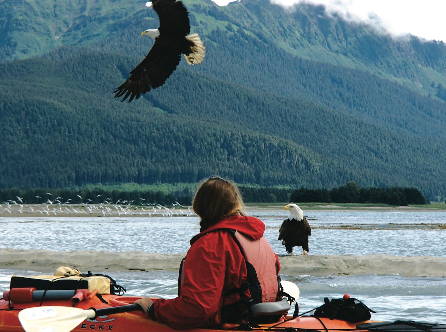A person in a red jacket on a kayak, with an eagle flying overhead and another eagle on the shore.