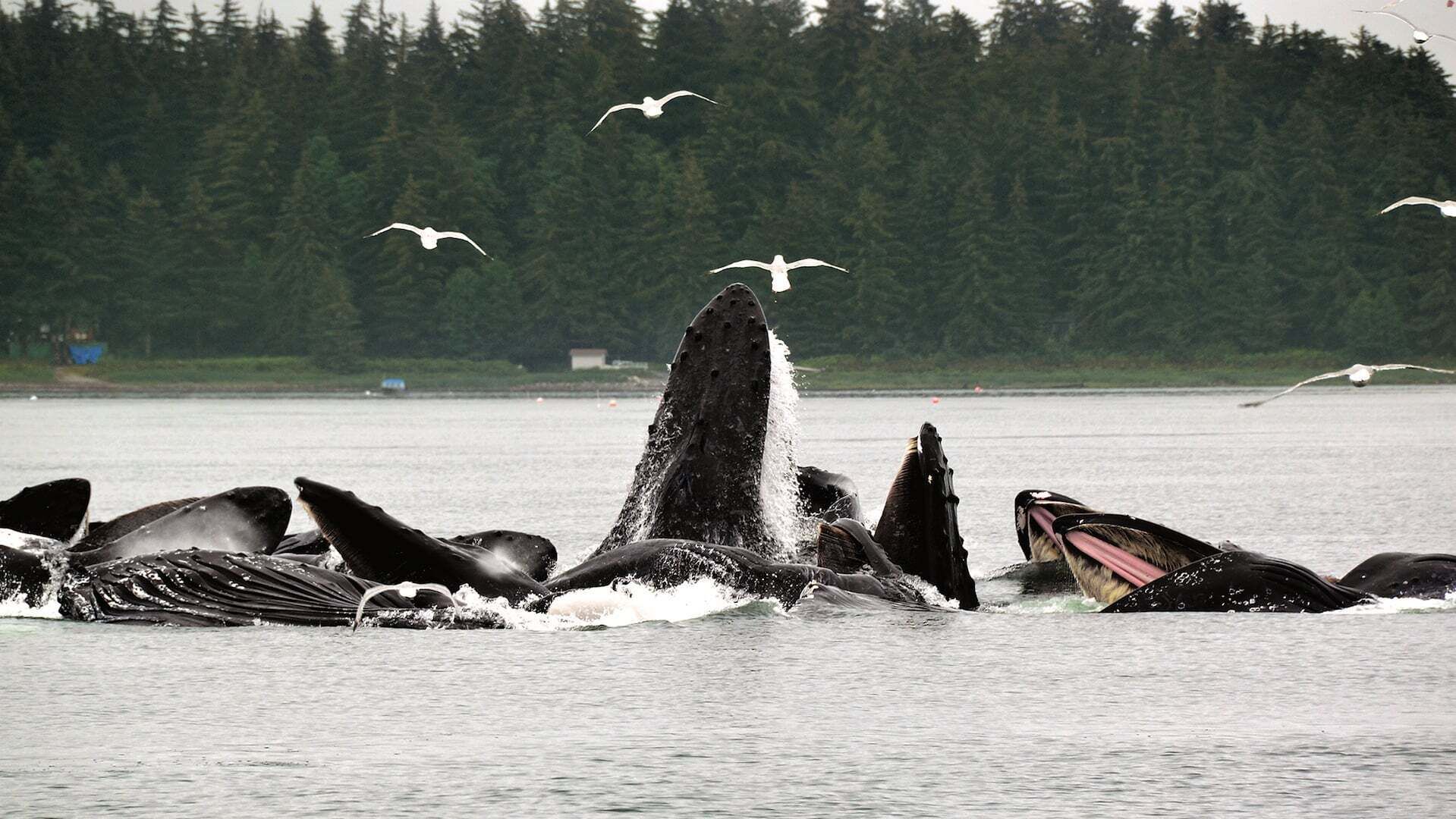 A group of whales breaching in the water with a forested shoreline in the background.