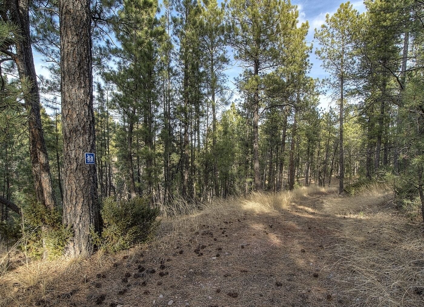 Une zone boisée avec un sentier de randonnée balisé.