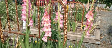 A garden with pink flowers in a wooden planter.
