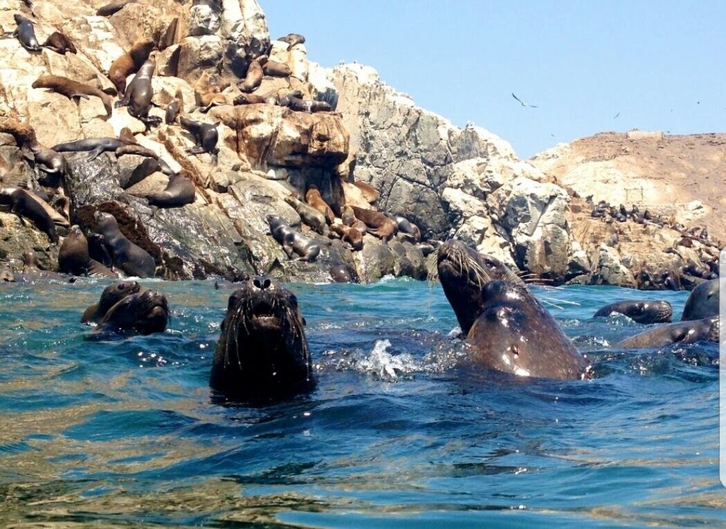 Un grupo de lobos marinos descansando sobre acantilados rocosos junto al agua.