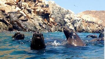 Un grupo de lobos marinos descansando sobre acantilados rocosos junto al agua.