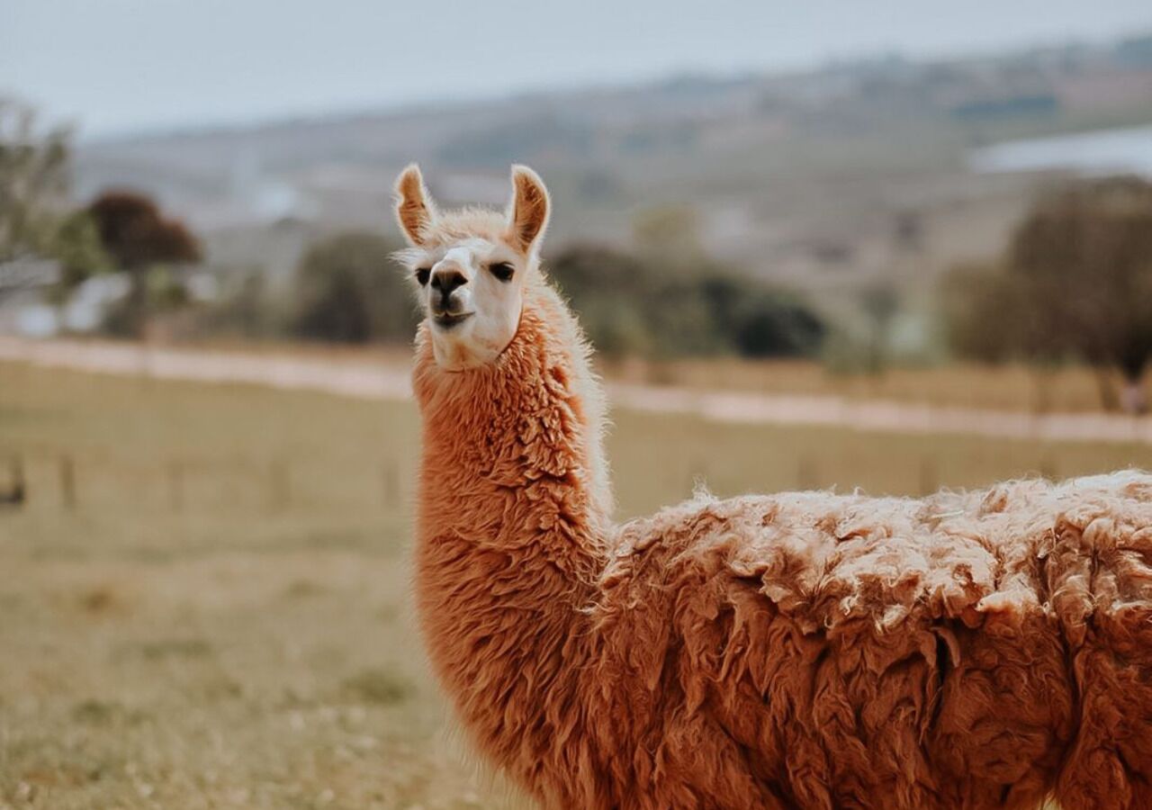 A llama in a grassy field with a blurred background of trees and hills.