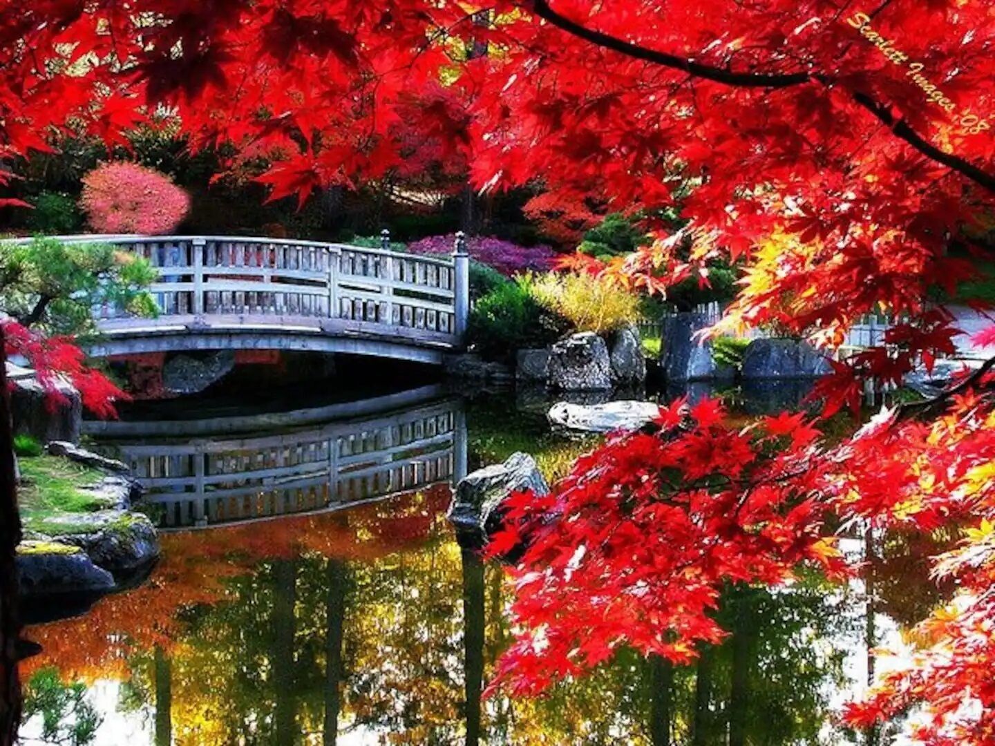 A traditional Japanese garden with a stone bridge over a pond, surrounded by vibrant red foliage.