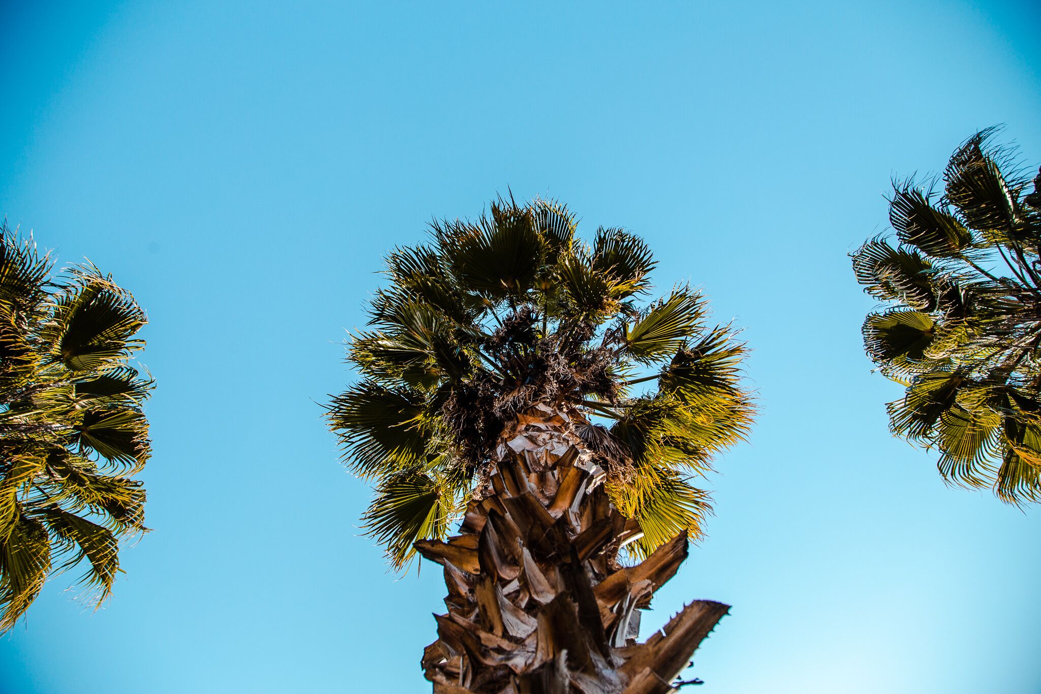 Eine Palme vor strahlend blauem Himmel.