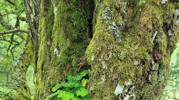 A tree trunk covered in moss with a clover growing on it. - The Firs (Pitlochry)