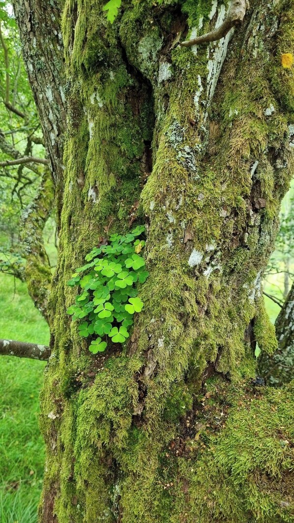 Ecotours - The Firs (Pitlochry)