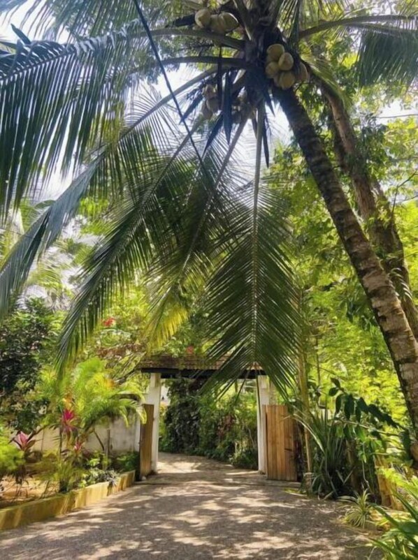 Property grounds - YUMMY GREEN HEAVEN IN SRILANKA MADAMPE HOUSE #7 (Ambalangoda)