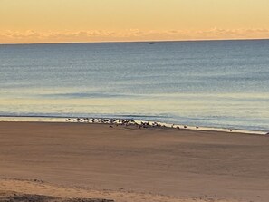 Plage, serviettes de plage
