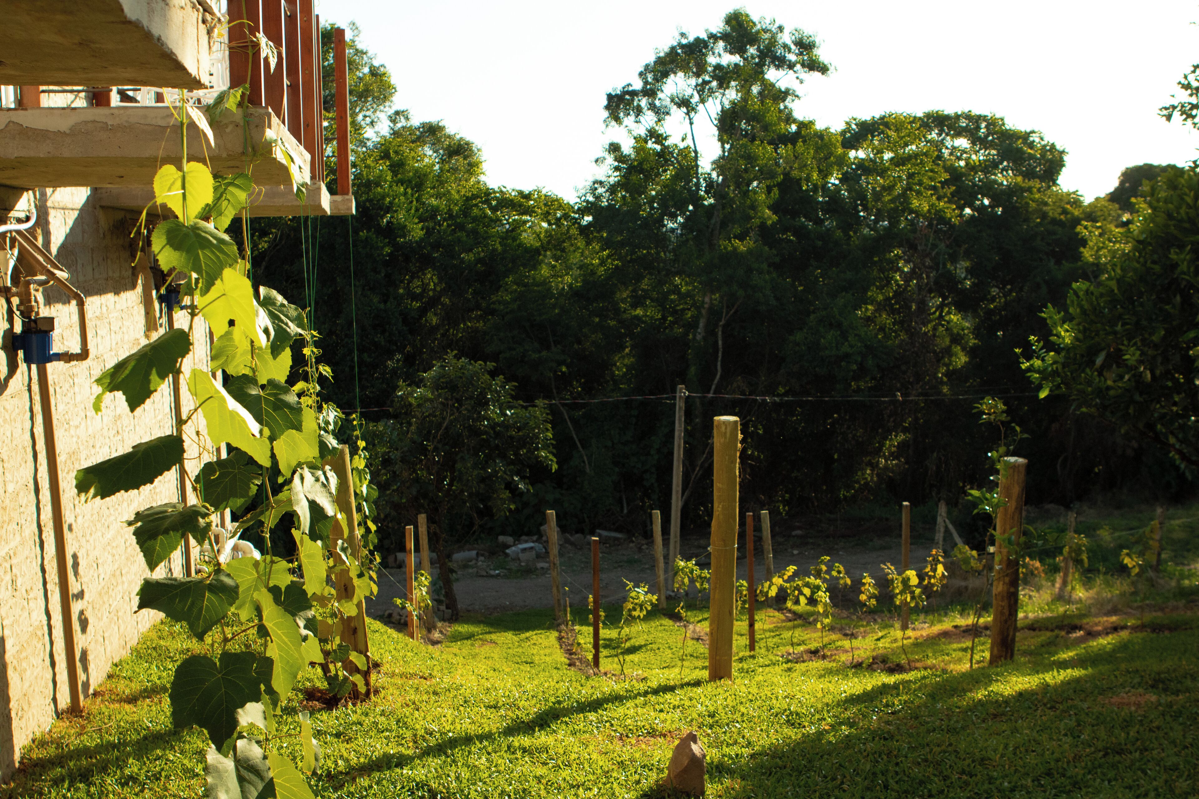 A garden with a wooden fence, a building with a balcony, and trees in the background.