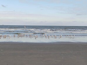 Uma praia com ondas e gaivotas.
