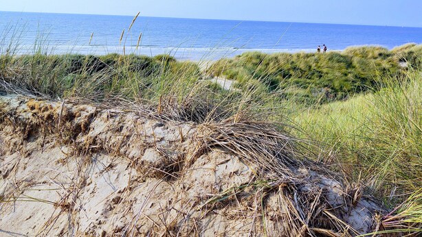 Una playa con dunas de arena y pasto.