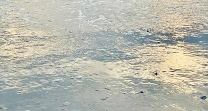 Ila's Beach House: Near IMG-Heated Salt Pool- Pets OK-Modern Organic Smart Home