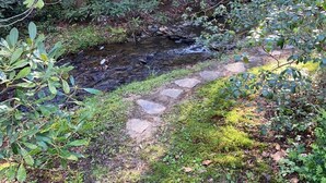 A forested area with a small stream and a stone path.