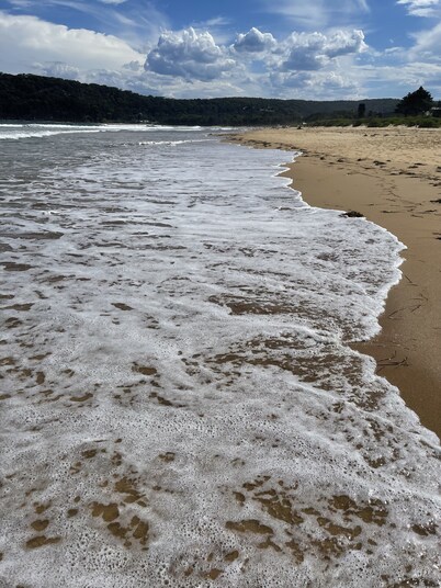Seashells at Umina Beach