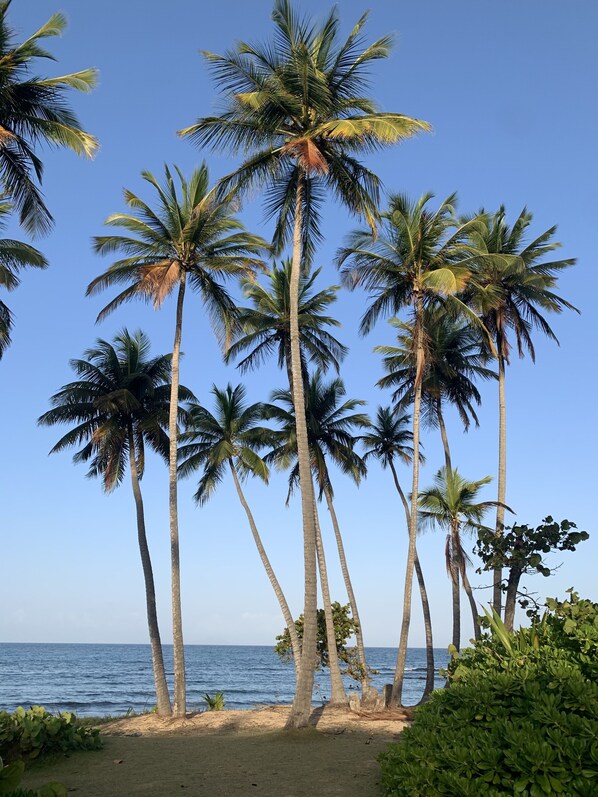 Camastros y toallas de playa 