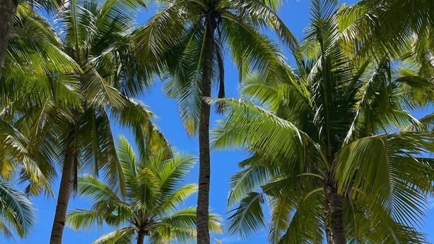 Una playa con palmeras, agua turquesa cristalina y un barco a lo lejos.