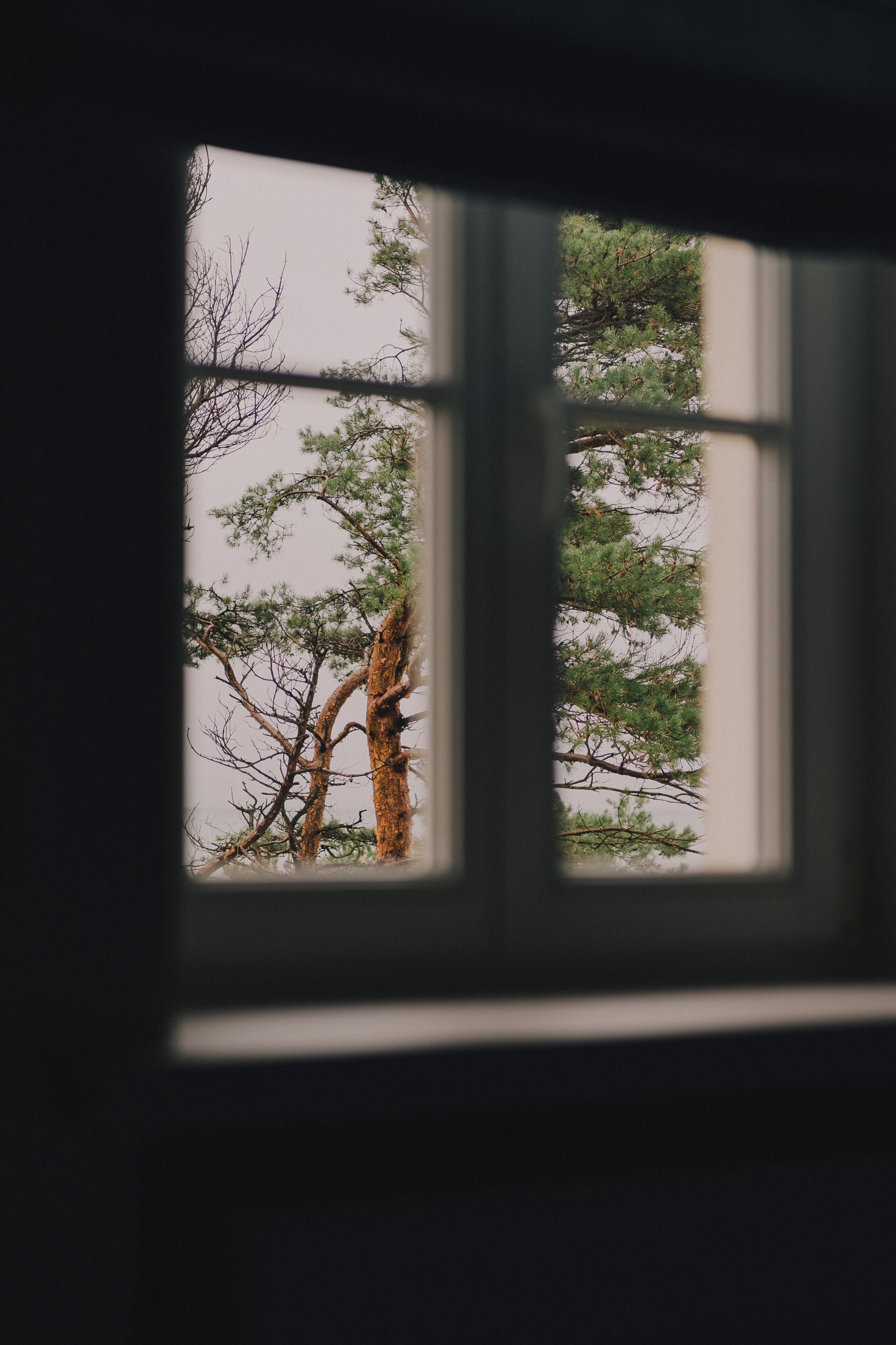 A window with a view of trees outside.