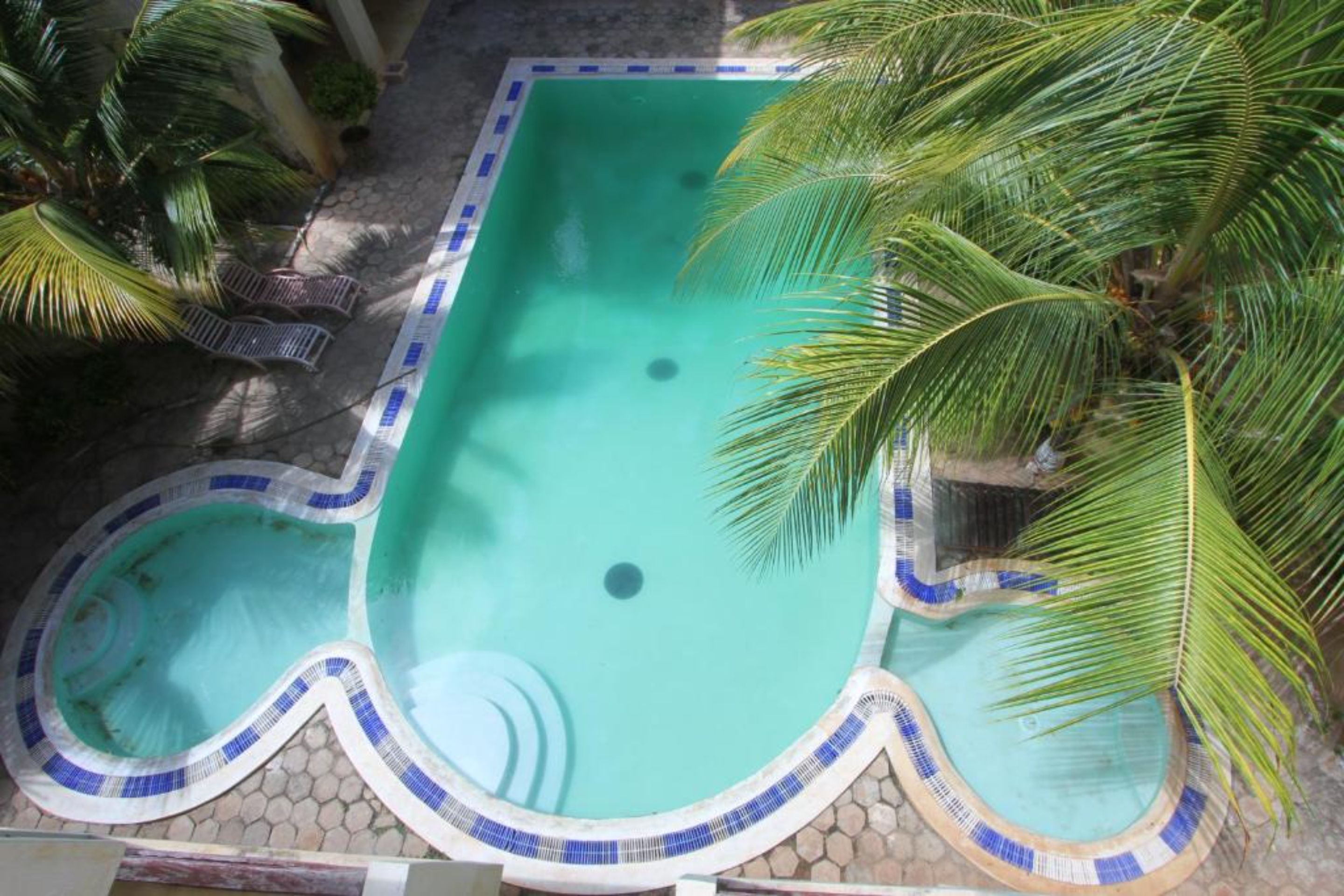 Une piscine rectangulaire aux bords recouverts de carreaux bleus et blancs, entourée de palmiers.