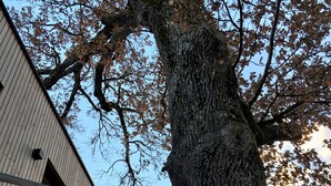 Een gebouw met een balkon en een grote boom ervoor.