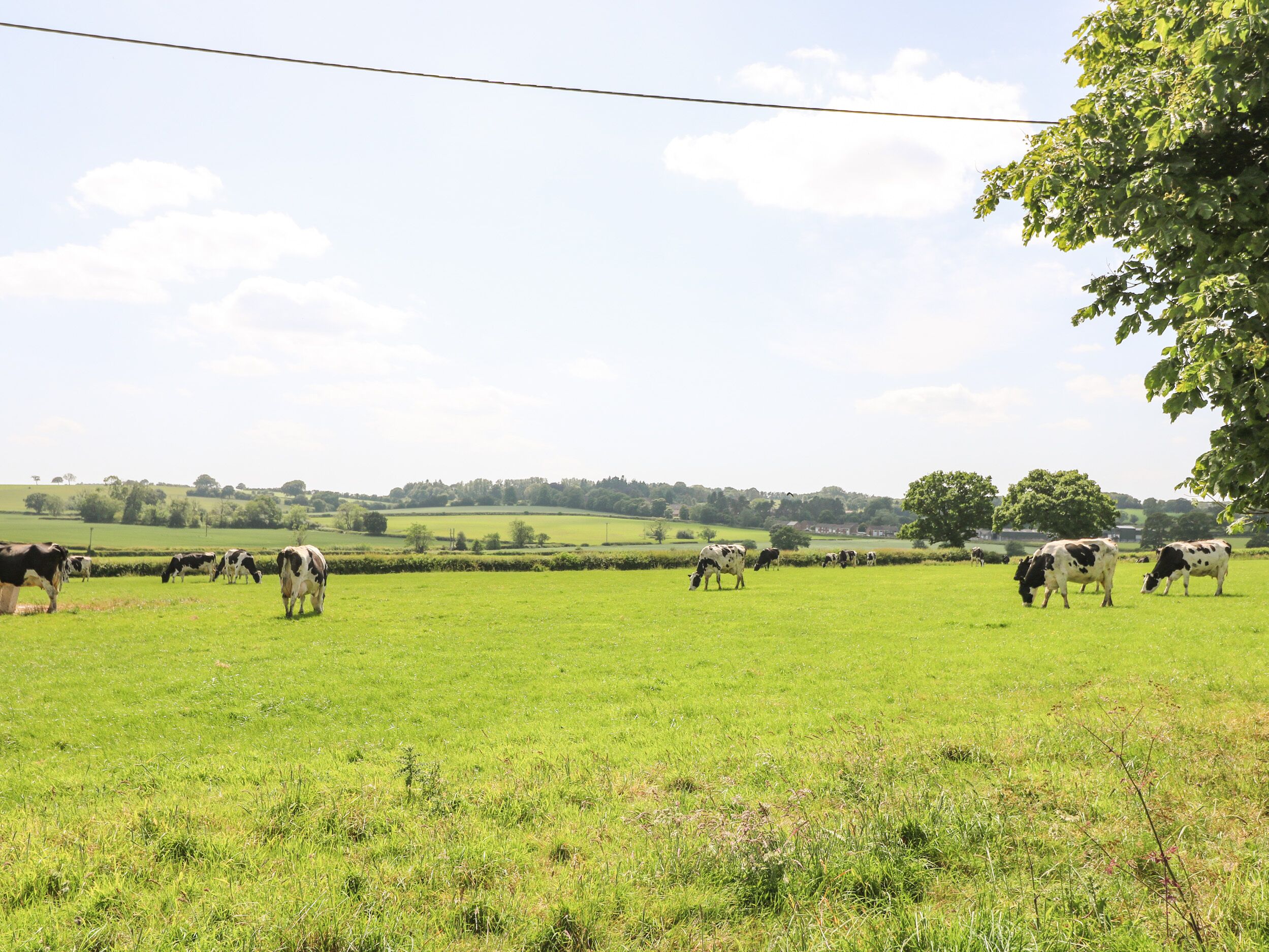 A rural landscape with a field of green grass and several cows grazing.