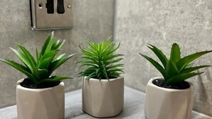 Tre krukväxter står på en hylla med kakelplattor.