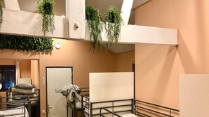 A dormitory room with bunk beds, a door, and hanging plants.