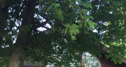 Shadwell, beautiful private setting on Font Lake