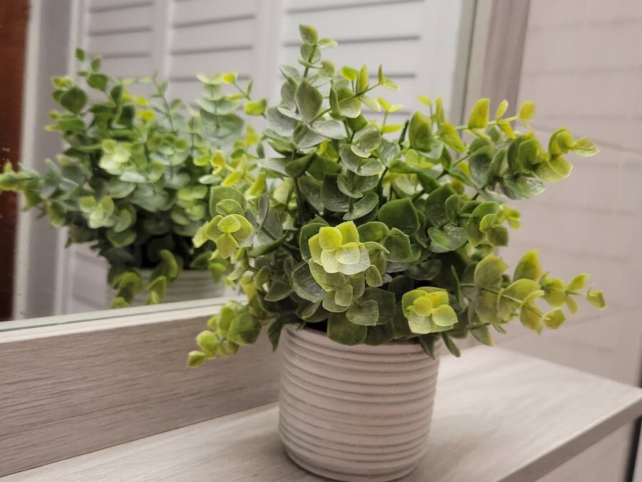 A potted plant on a wooden ledge.