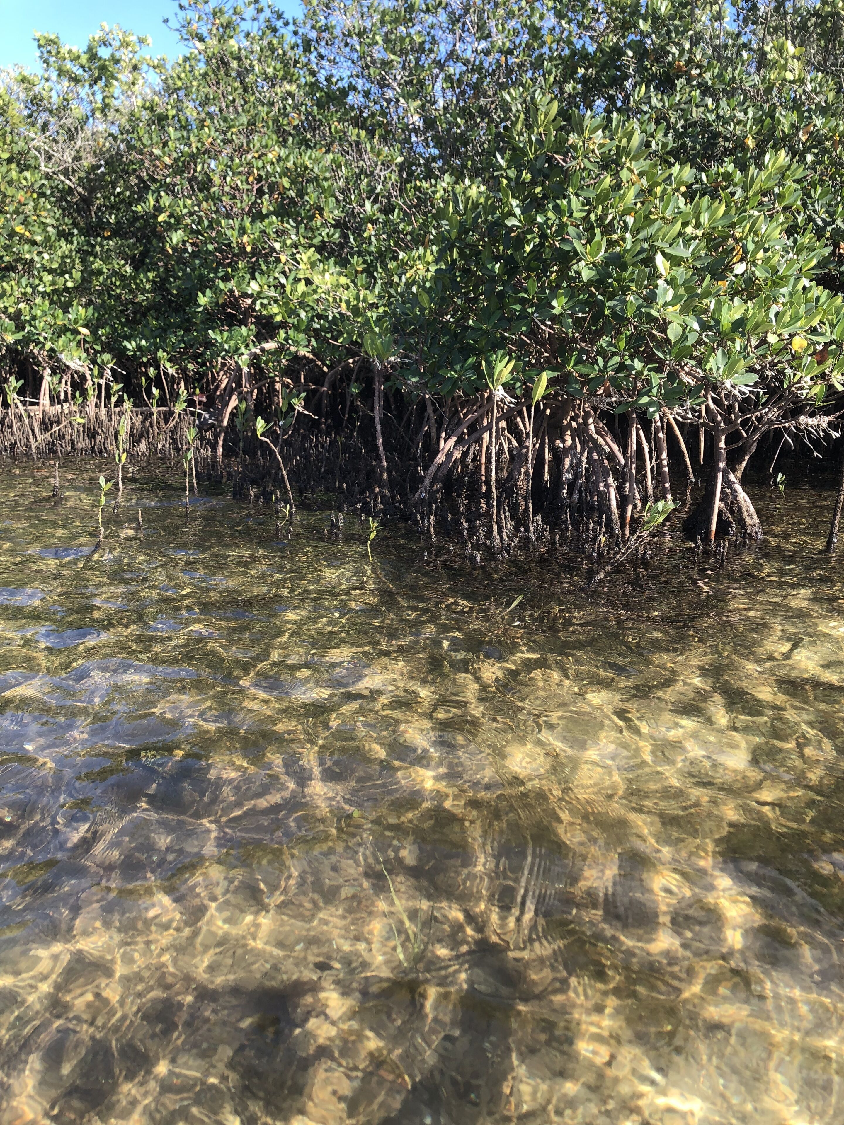 A mangrove forest with clear water and dense vegetation.
