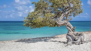 Ein Baum mit verdrehten Wurzeln an einem Sandstrand, im Hintergrund klares, blaues Wasser.