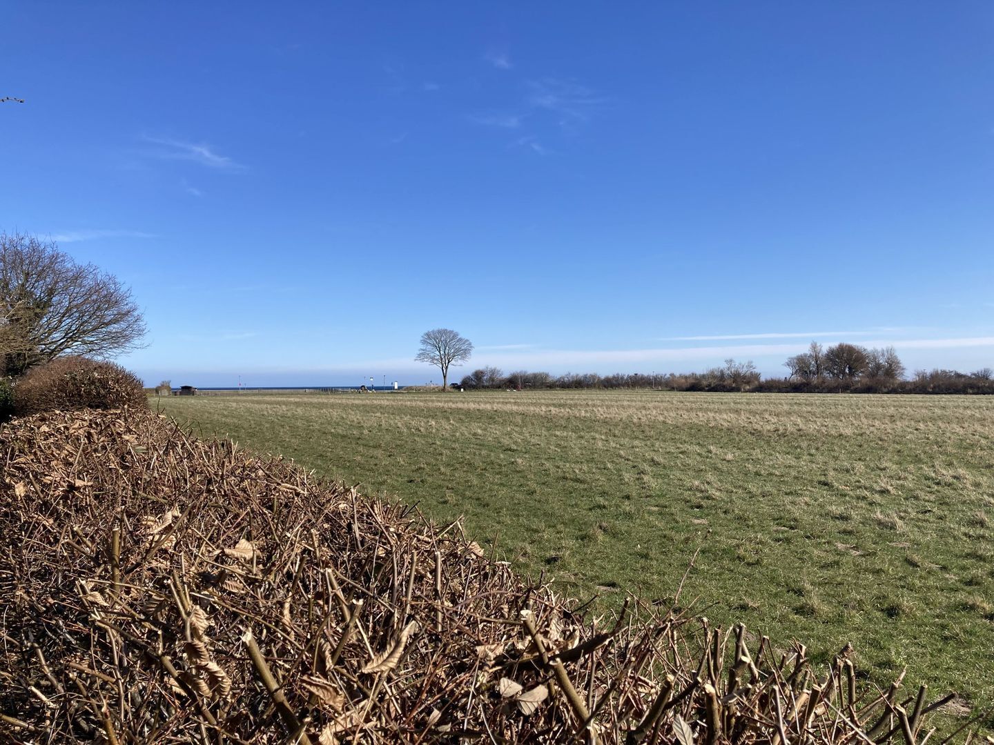 A wide-open field with a clear sky, a few scattered trees, and a distant view of the horizon.