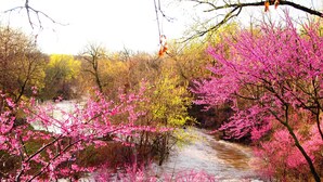 Une rivière bordée d’arbres aux fleurs roses et traversée par un pont de pierre.