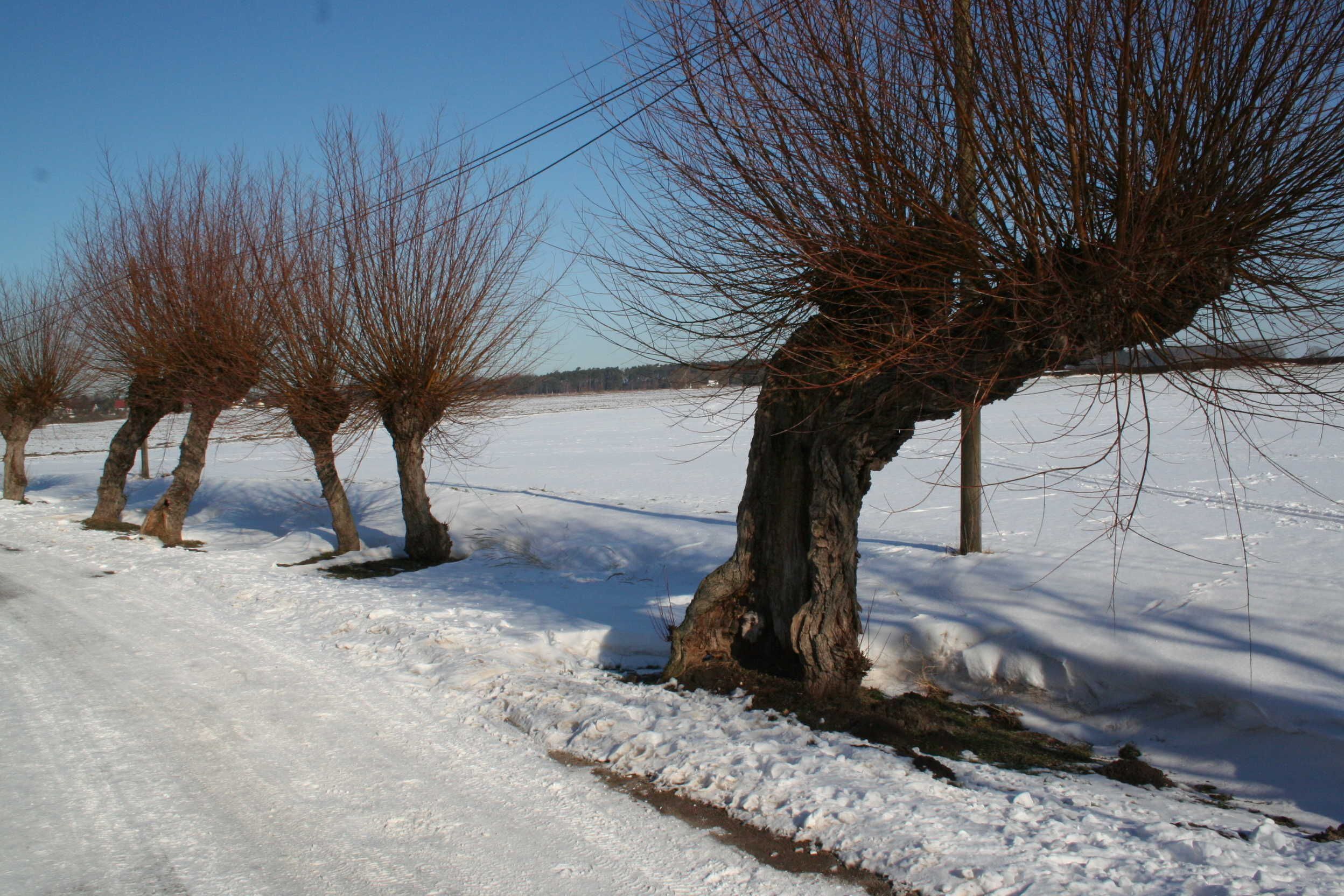 Un paisaje nevado con árboles desprovistos de hojas y un cielo despejado.