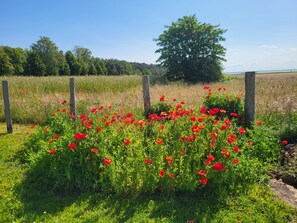 A field of red poppies with a wooden fence and a large tree in the background. - Cathrin's Boddenblick - View of Cathrin's Bodden (Wustrow)