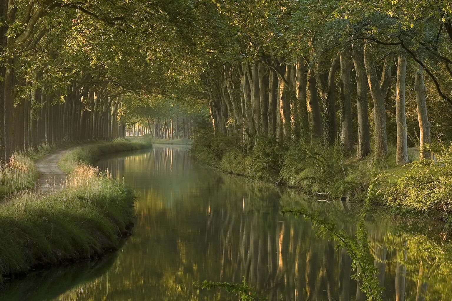 A serene river path surrounded by tall trees reflecting sunlight.