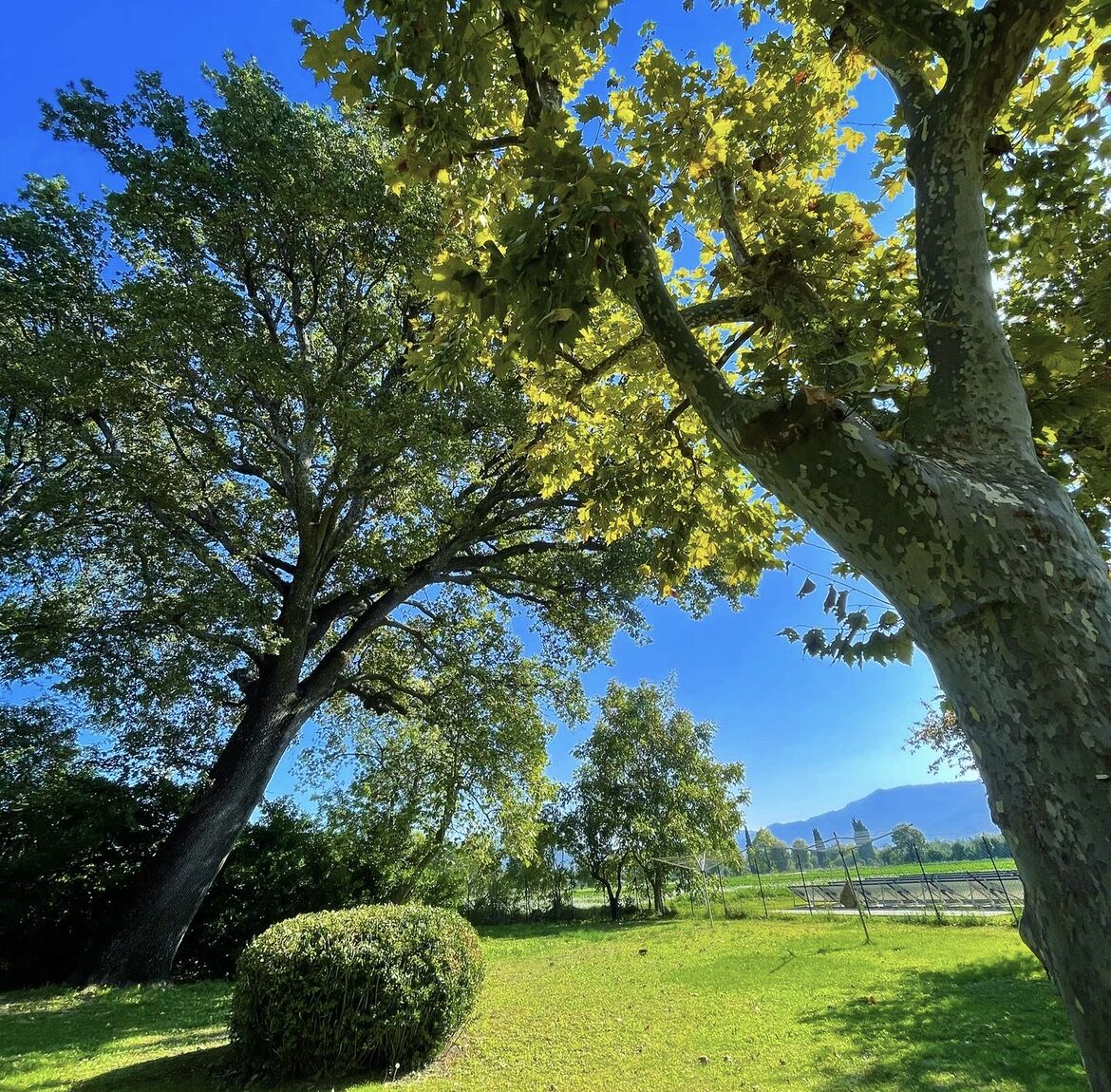 Un albero grande con un tronco robusto e un folto fogliame, immerso in una zona erbosa.
