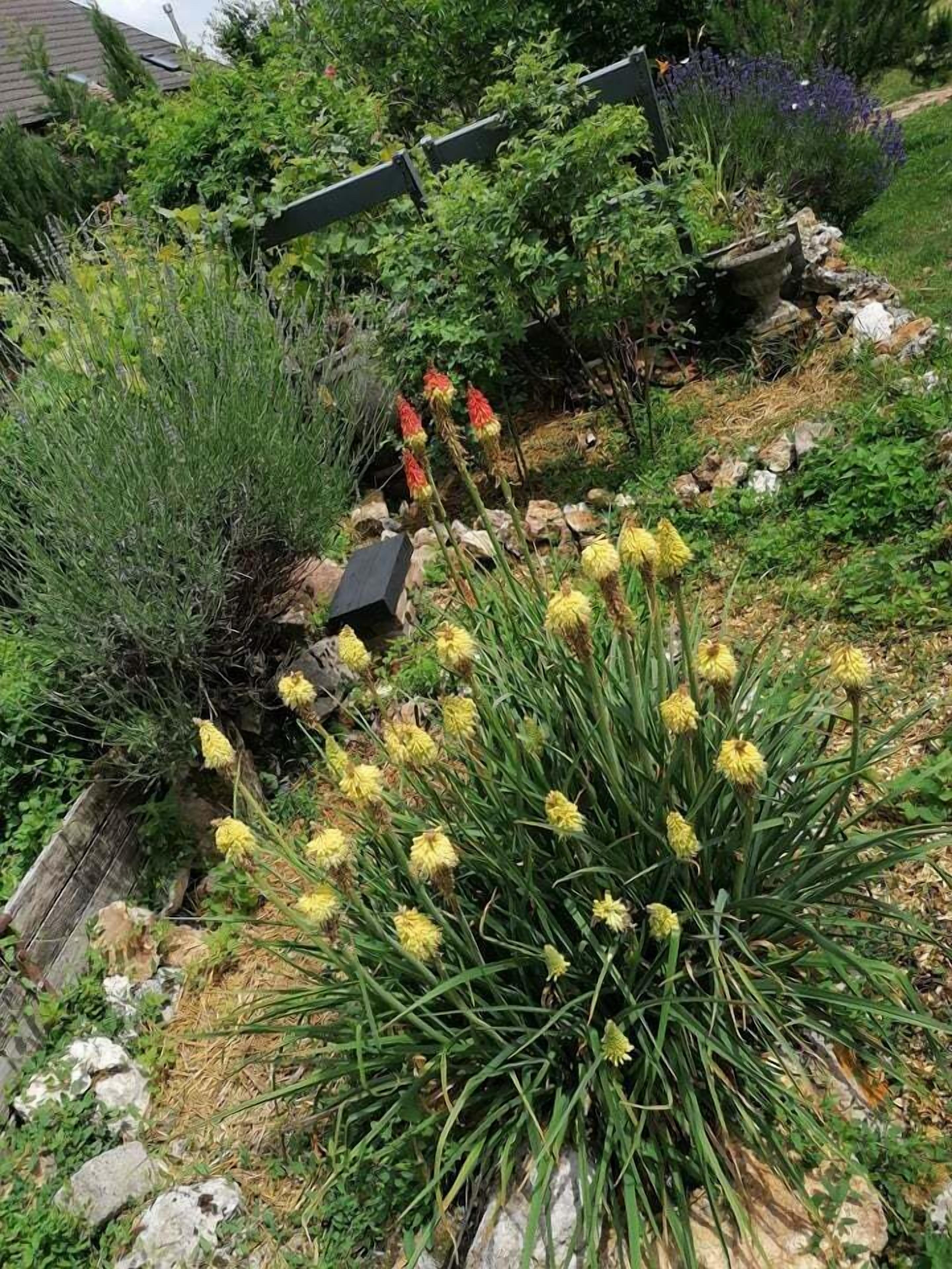 Ein Garten mit verschiedenen Pflanzen und Blumen, darunter gelbe Blüten und purpurnes Laub.