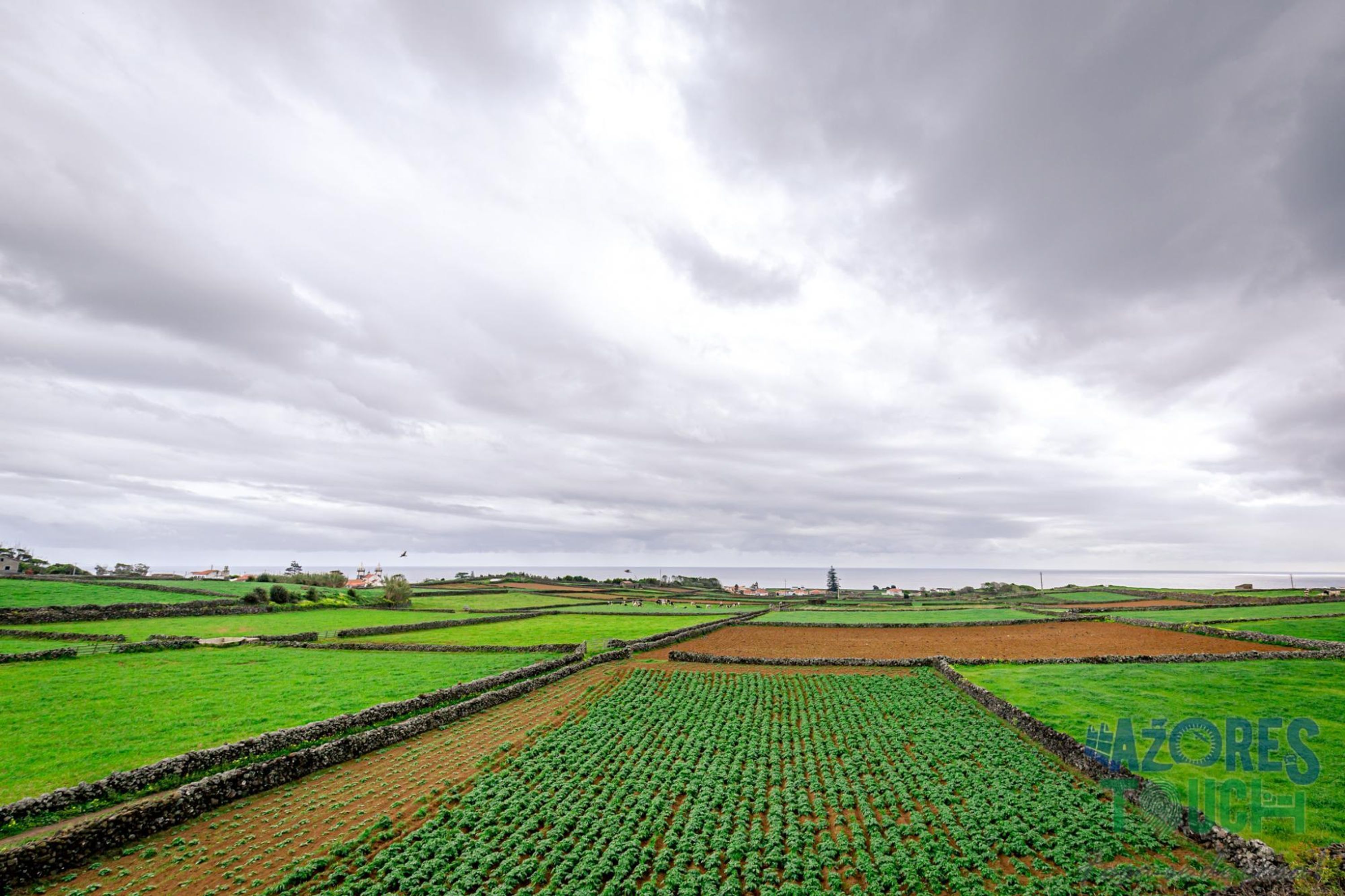 A vast agricultural field with rows of crops under a cloudy sky.