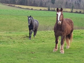 Property grounds - farm stay near to tourist attractions pets welcome (Lapenty)