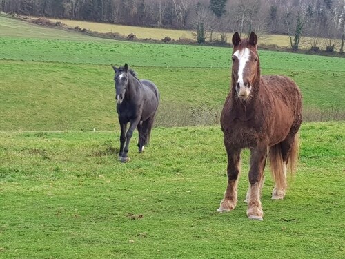 farm stay near to tourist attractions pets welcome